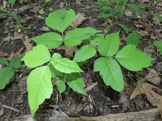 Poison Ivy Myths: Separating Fact from Fiction in 2024 1 About Poison Ivy