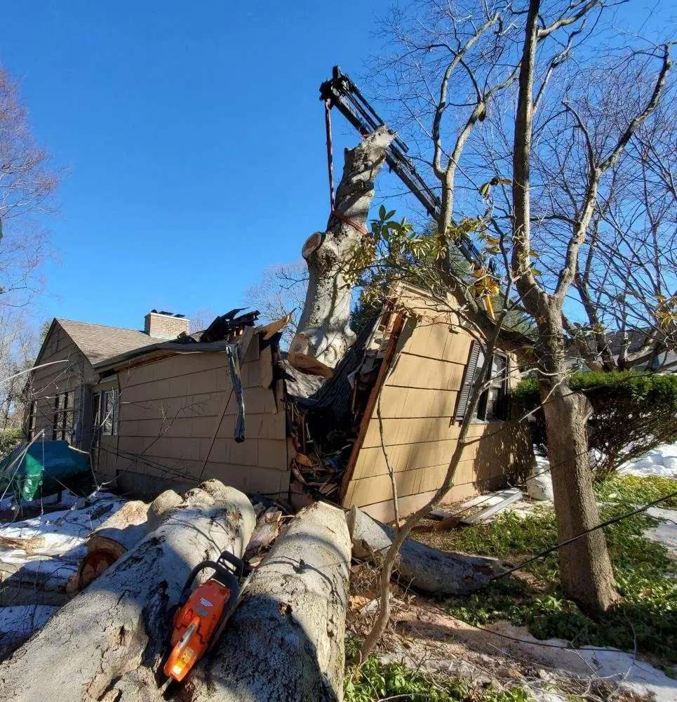 Trout Brook Arborist - Landscaping & Tree Services The Best Tree Services in West Hartford CT - Certified Arborists & Landscaping