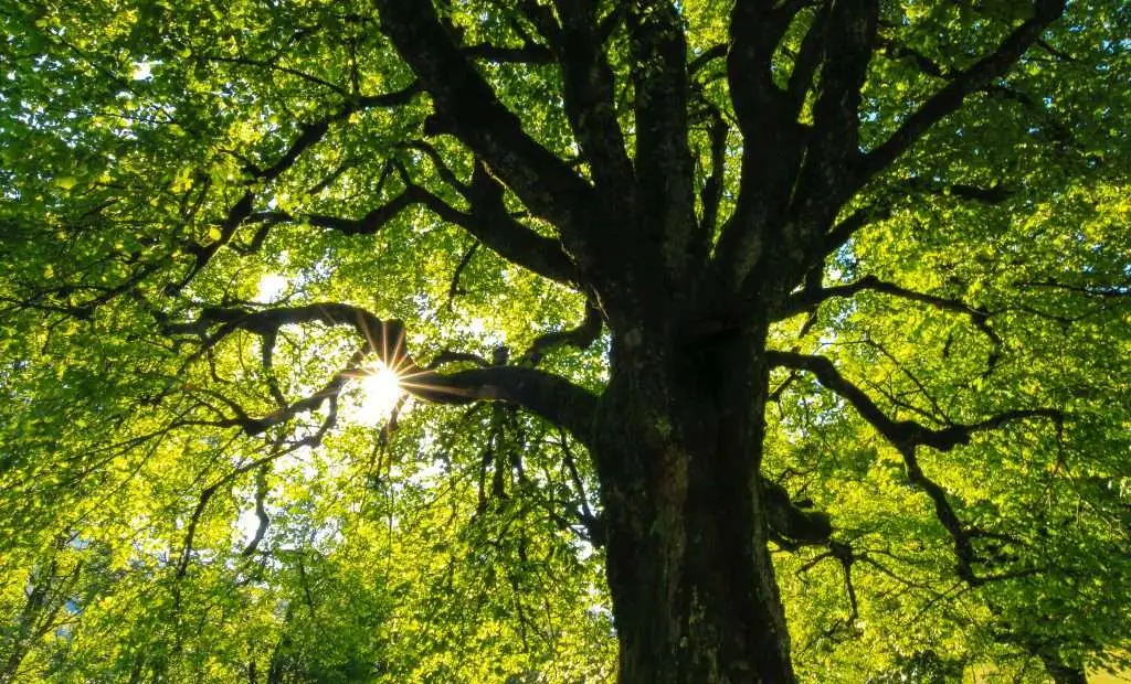 Removal of Tree: What Causes a Tree to Fall?
