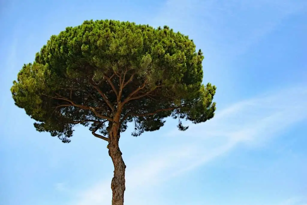 2024 Guide: Affordable Tree Services in West Hartford 1 Find and Hire the best and affordable tree cutting service