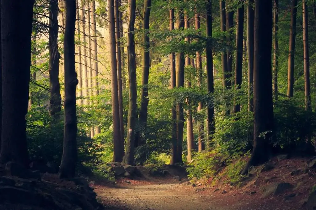 The Complete Guide to Affordable Tree Services and How They Can Save Your Yard