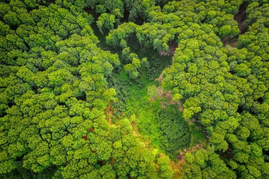 Invest in Signs: Reduce Tree Removal Risks in 2024 1 10 Signs You Should Invest in Tree Removal