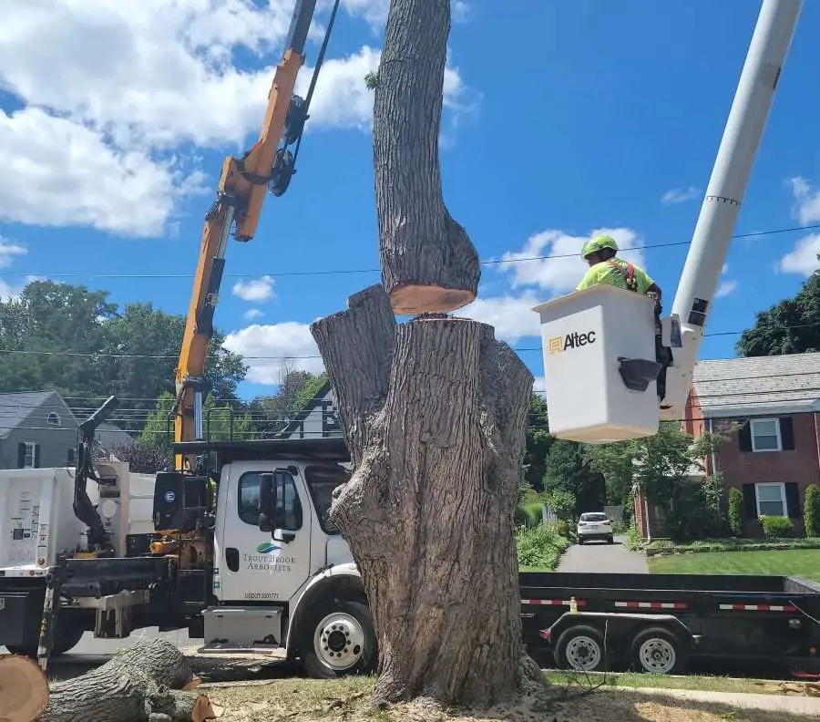 11 Of The Most Frequently Asked Questions About Tree Storm Damage Service