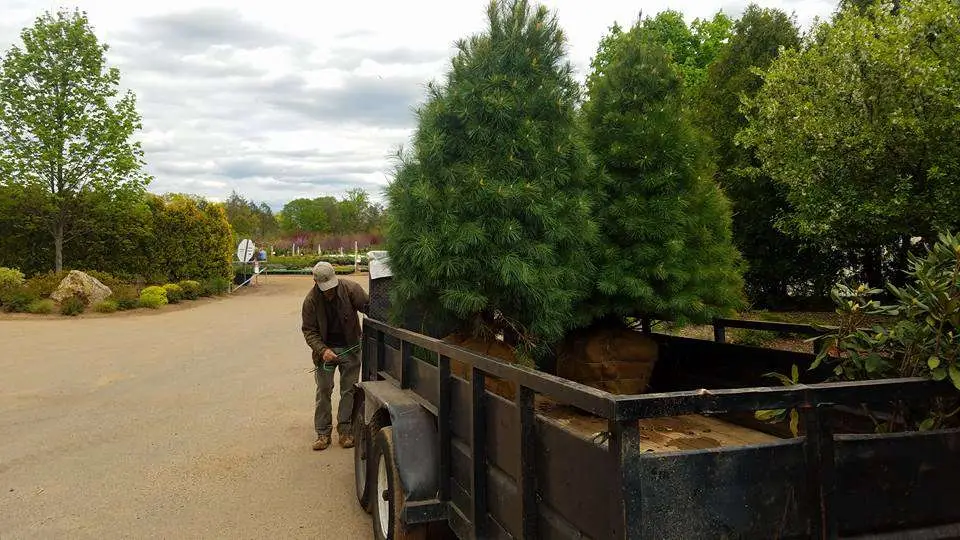 10 Questions About Trees That Can Save You Money in 2024 1 Frequently Asked Questions About Tree Planting