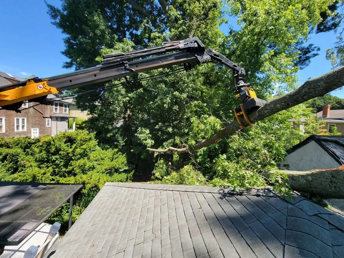 Difference Between Arborist And Tree Surgeon