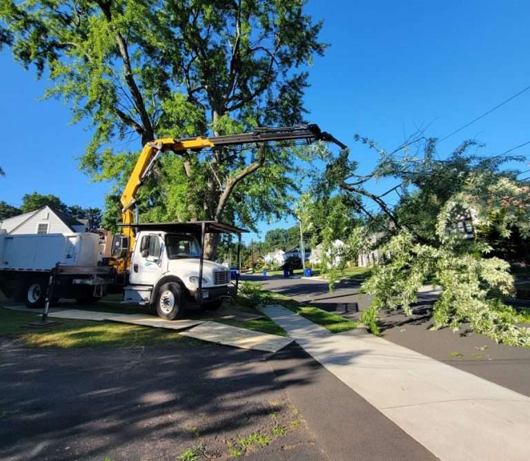 Guide To Planting After Tree Removal Tips You Should Know