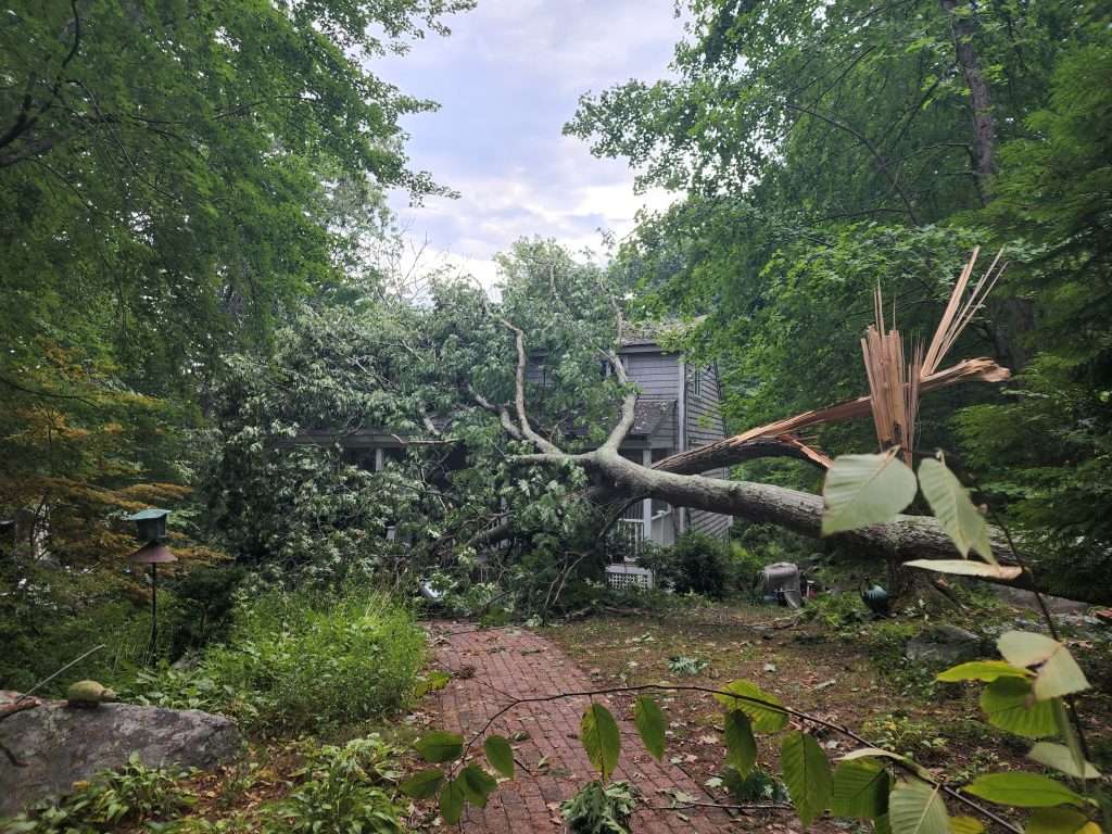 Guide To Planting After Tree Removal Tips You Should Know