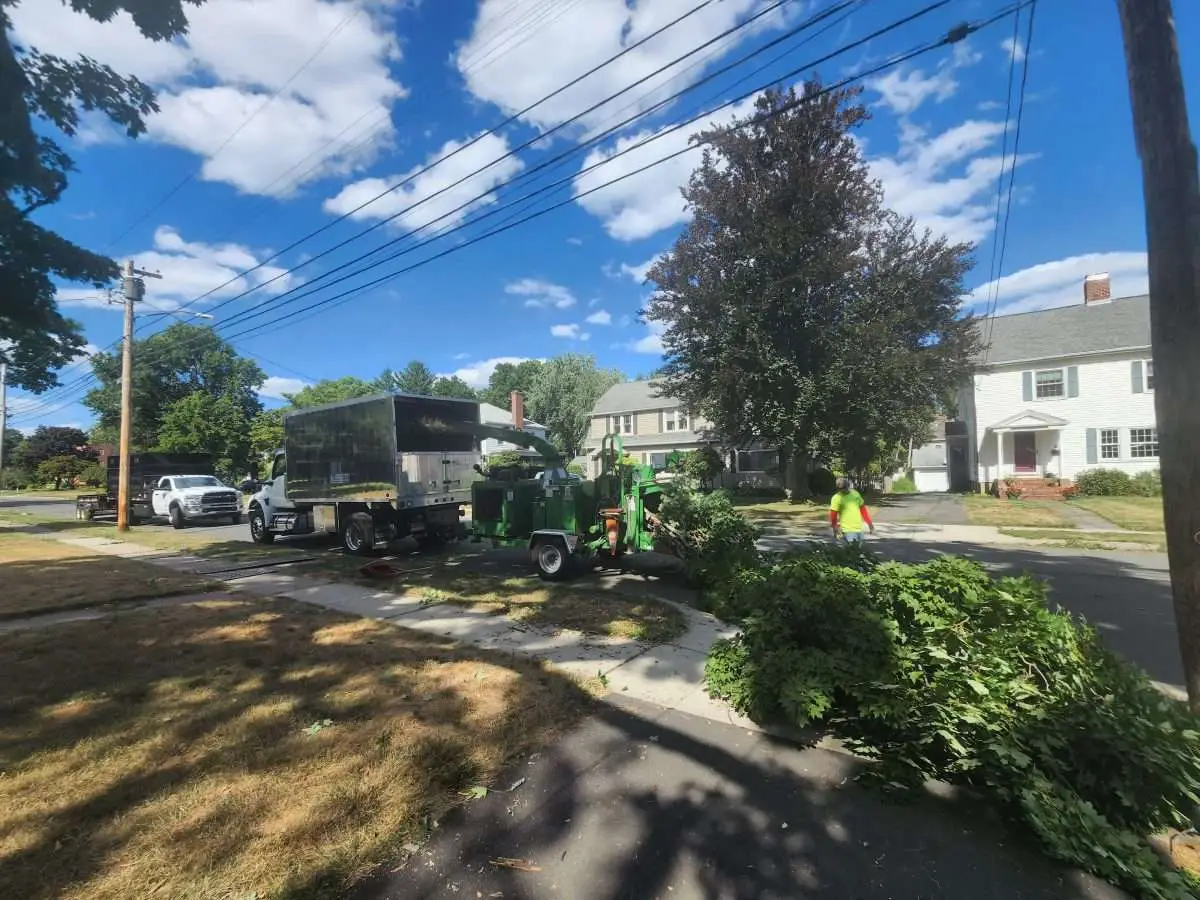 Stump Grinding VS Stump Removal