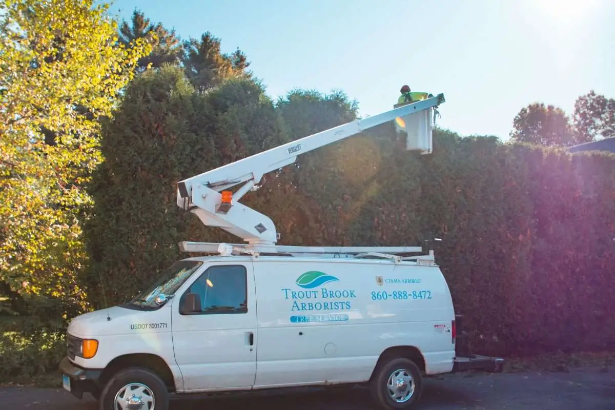 Epsom Salt to Kill Tree Stump: FAQs (2024) 3 Remove A Tree Stump With Epsom Salt