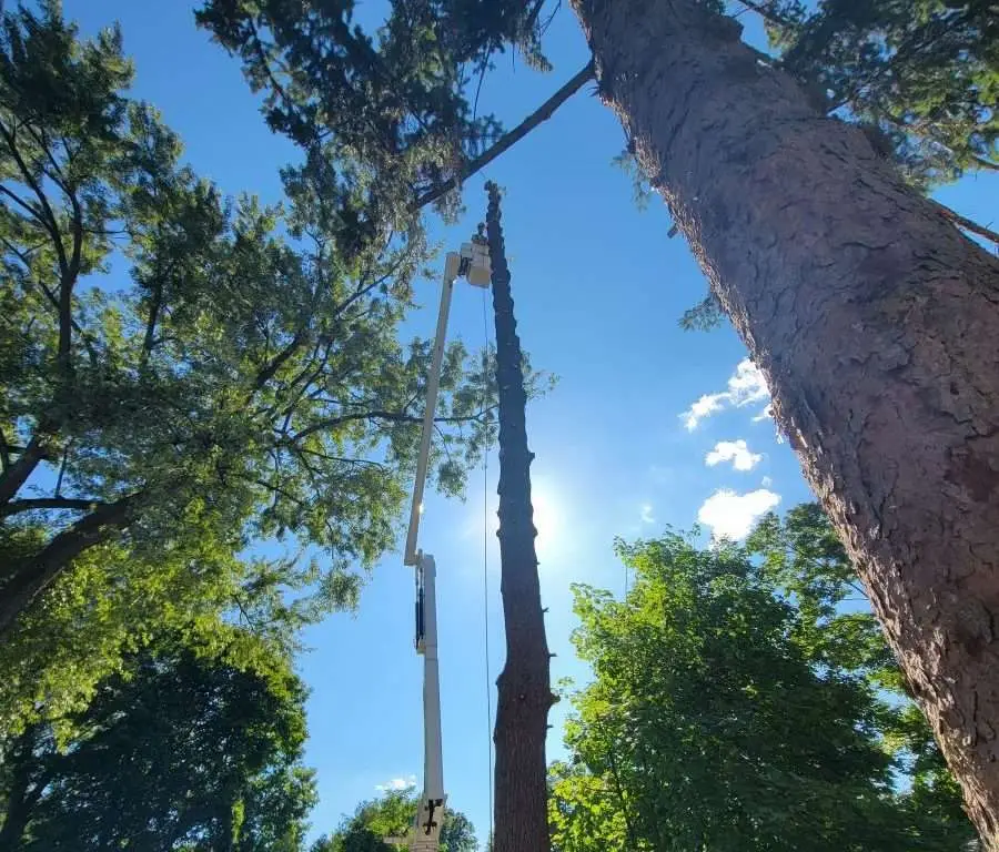 Hire a Professional for Residential Tree Care