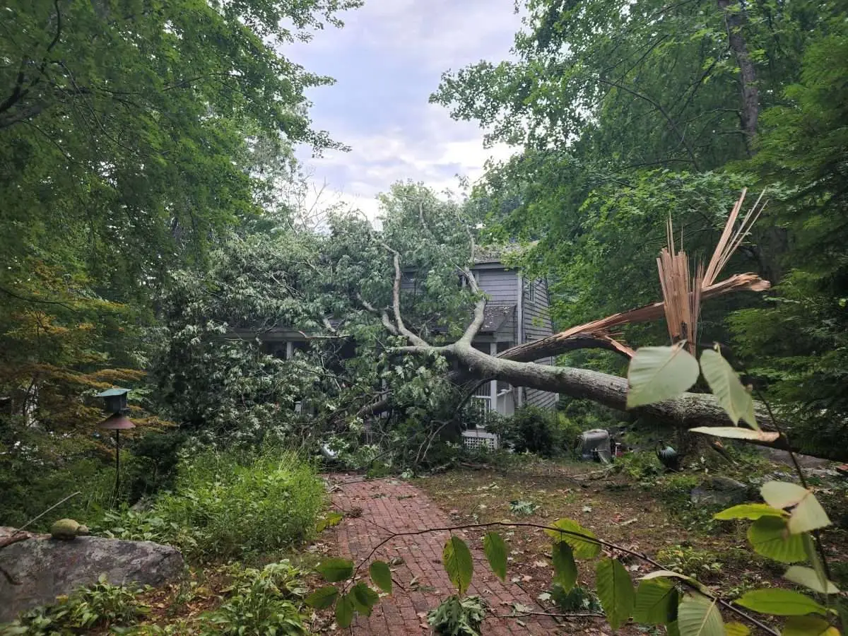 Hire a Professional for Residential Tree Care