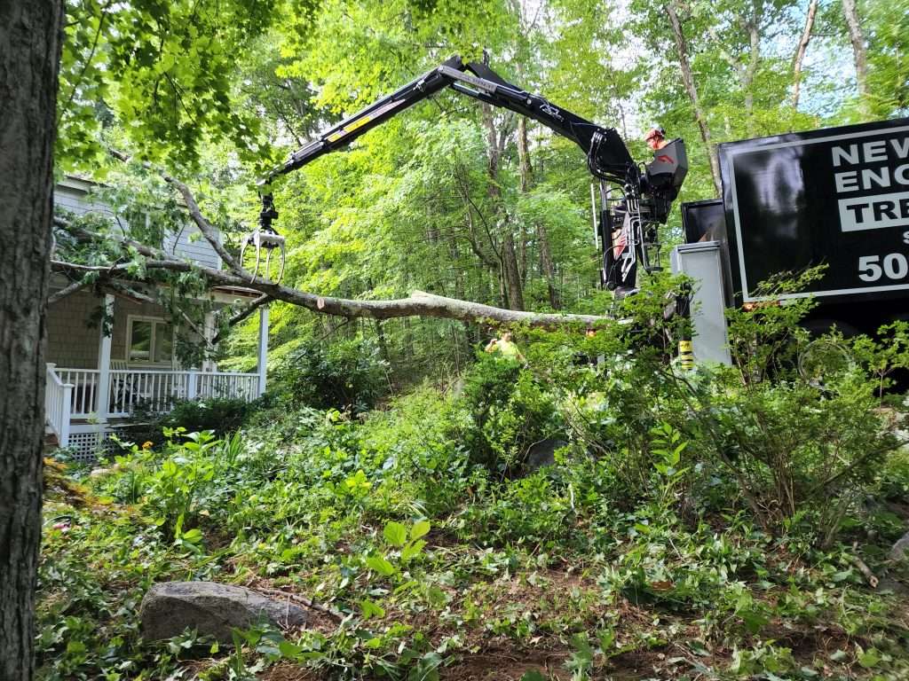 Reasons to Hire a Professional for Residential Tree Care?