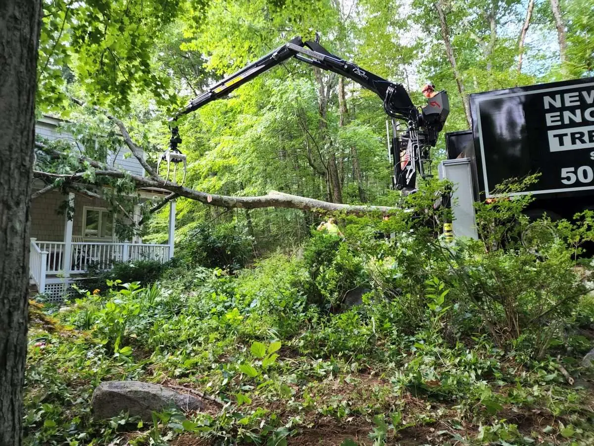 Essential Guide: Hire a Tree Care Expert in 2024 1 Hire a Professional for Residential Tree Care