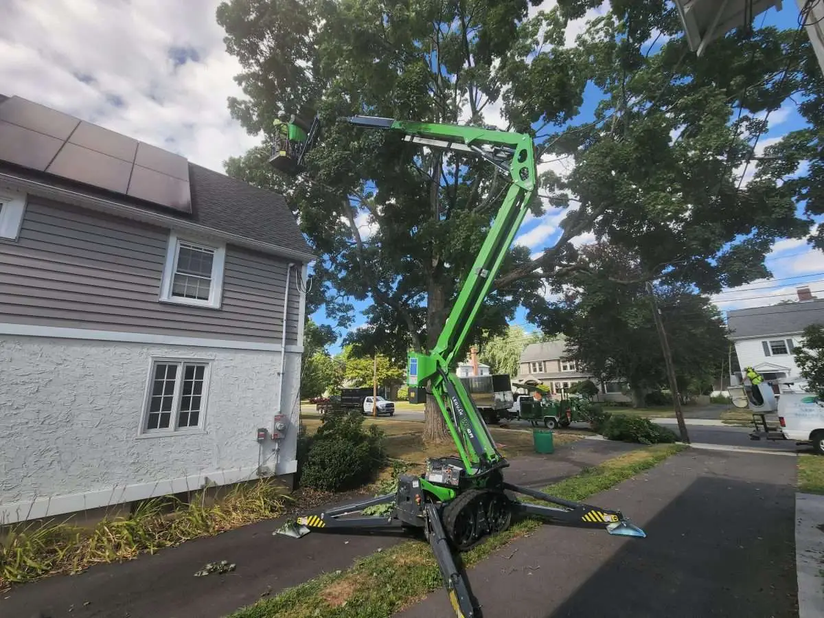 How to Prune a Bush Without Killing It?