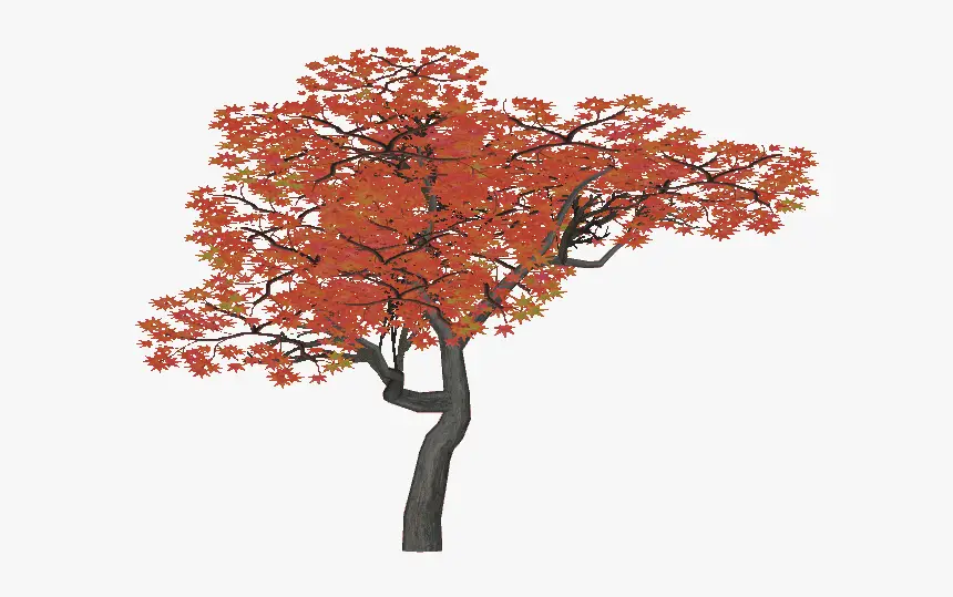 prune a japanese maple