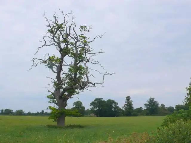 10 Crucial Signs Your Oak Tree is Dying 1 Signs Your Oak Tree is Dying