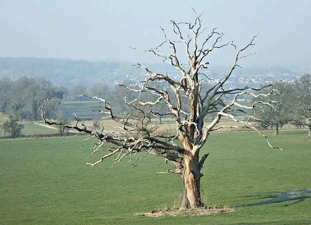 10 Crucial Signs Your Oak Tree is Dying 2 Signs Your Oak Tree is Dying