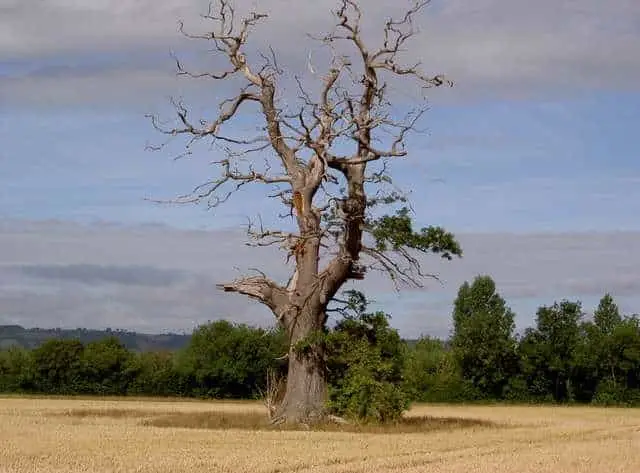 10 Crucial Signs Your Oak Tree is Dying 3 Signs Your Oak Tree is Dying