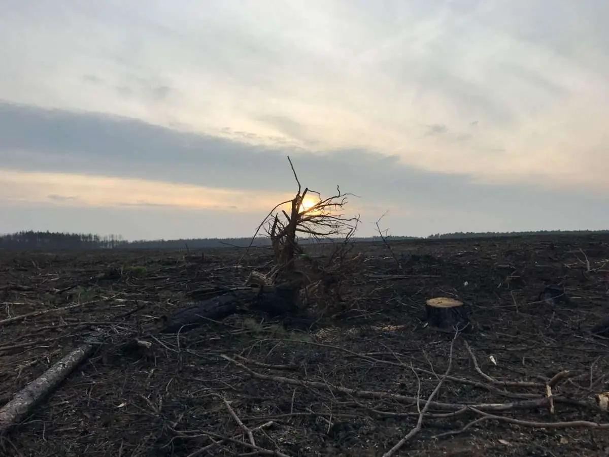 Signs of Drought Stress in Trees: Spotting Trouble in 2024 1 Signs of Drought Stress in Trees