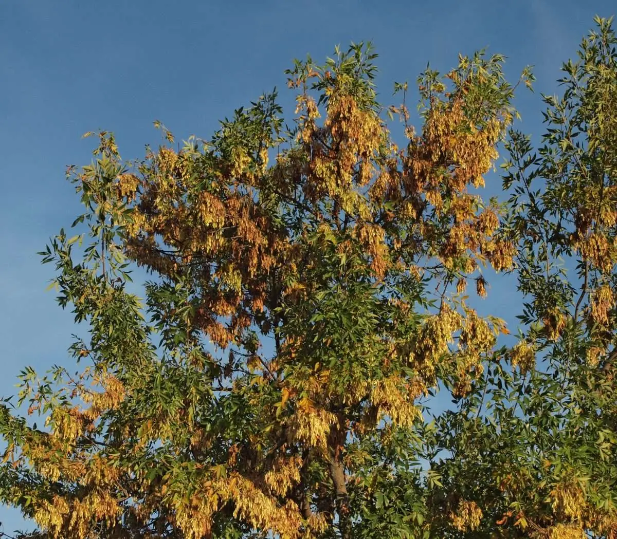 Signs of Drought Stress in Trees: Spotting Trouble in 2024 2 Signs of Drought Stress in Trees