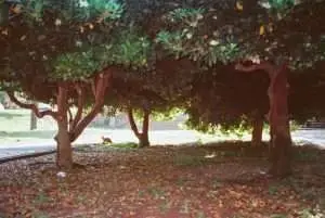 Best Front Lawn Trees to Transform Your Property in 2024