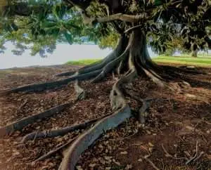 Expert Guide to Tree Roots Removal: Solutions for 2024
